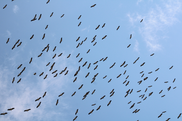 Observation de la migration des oiseaux au Roc de Conilhac
